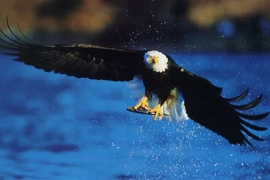 American Bald Eagle Fishing   Free Wildlife Computer Desktop Wallpapers