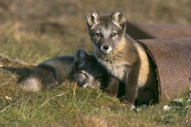 Cross_Fox_Kits_Play_in_Abandoned_Pipe_Arctic_National_Wildlife_Refuge_Alaska.jpg