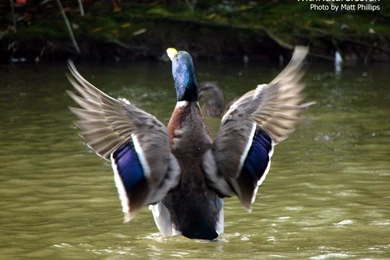 Wildlife & Animal Desktop Backgrounds Wallpapers