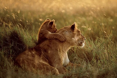 Wildlife: National Geographic 100 Best Wildlife Animal Wllpapers ...