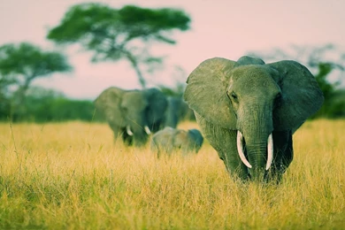 Elephants Windows 7 Savannah Theme Wildlife HD Wallpapers