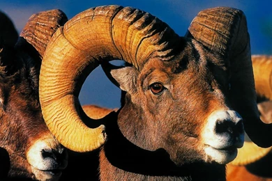 Animals: Wildlife Rocky Mountain Bighorn Sheep, Desktop Wallpapers ...