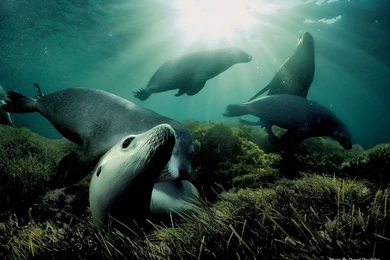 Wildlife: National Geographic 100 Best Wildlife Animal Wllpapers ...