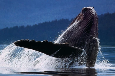 Wildlife Humpback Whale Whale In Ocean Free Desktop Backgrounds ...