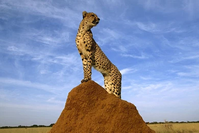 Wildlife: National Geographic 100 Best Wildlife Animal Wllpapers ...