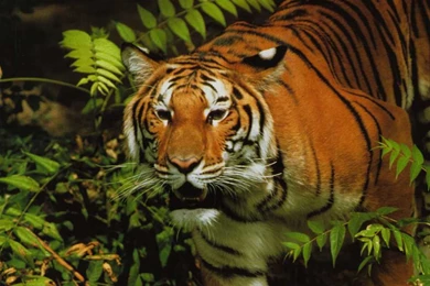 Wildlife Animals   Wild Animal Wallpapers 1024x768 NO.34 Desktop ...