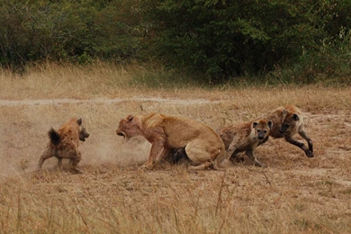 Other: Lion Vs Hyenas Africa Animals Wildlife Hyena Free Desktop ...