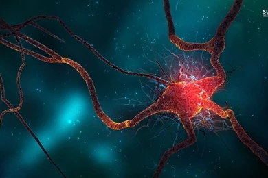 Brain Cell Wallpapers   3D Wallpapers