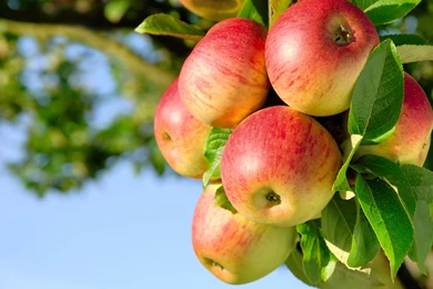 Wallpapers Fruit Apples Food Image