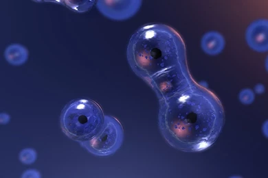 Cell Division HD Desktop Wallpapers : High Definition : Fullscreen ...