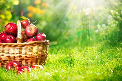 Photography   Page 361