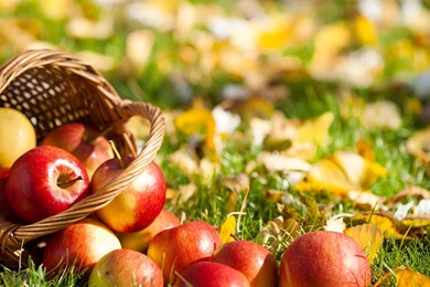 Red Apples Wallpapers And Images   Wallpapers, Pictures, Photos