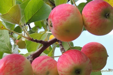 Apple fruit wallpaper HD wallpaper.jpg