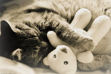 Pictures Of Animated Cats   HD Wallpapers Pretty