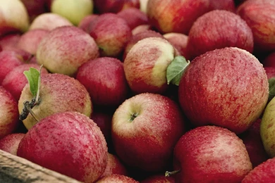 Apples 1920x1080 Wallpapers, 1920x1080 Wallpapers & Pictures Free ...