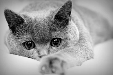 Pictures > Black And White Cat Photography Wallpapers