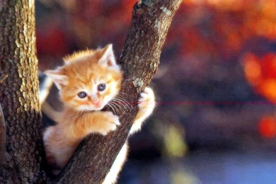 Cat Best Quality Wallpapers 3620   HD Wallpapers Site