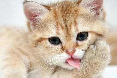 Cat Wallpapers 1920x1200 Wallpapers,other 1920x1200 Wallpapers ...