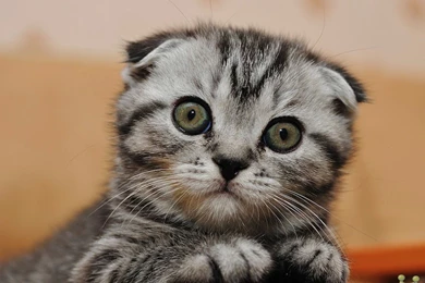 15+ Cute Cat Pictures And Wallpapers   Style Arena