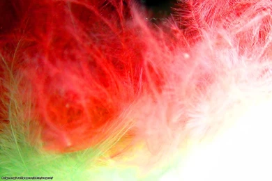 Desktop Wallpapers For August 2012