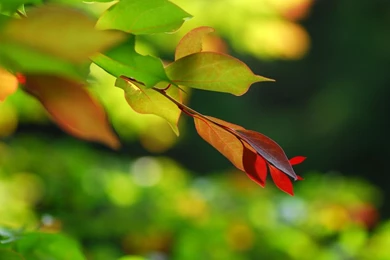 1024x685 Red Green Leaf Desktop PC And Mac Wallpapers