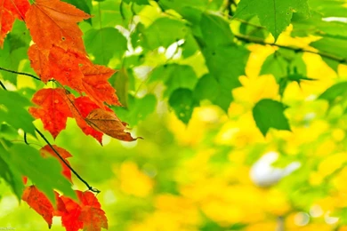 Red And Green Leaves Wallpapers   Photography Wallpapers