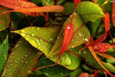 YouWall   Red And Green Leaves Wallpapers   Wallpaper,wallpapers ...