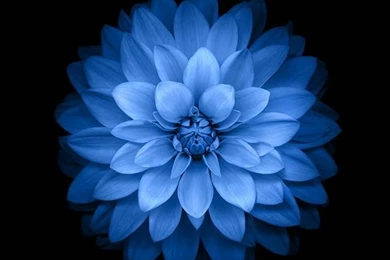 Apple Wallpapers On Pinterest