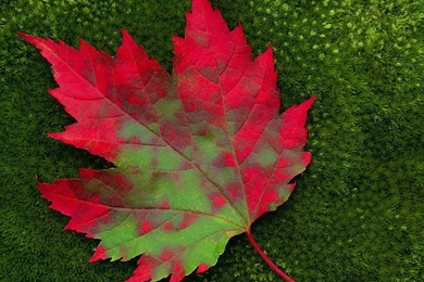 Red Leaf Wallpapers