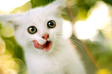 Cute Wallpapers STAY050