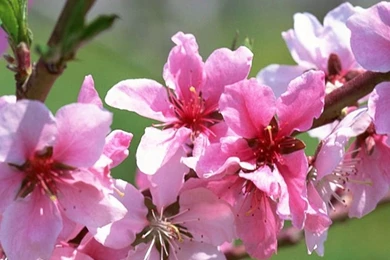 Mobile Hd Nature Wallpapers Wallpapers