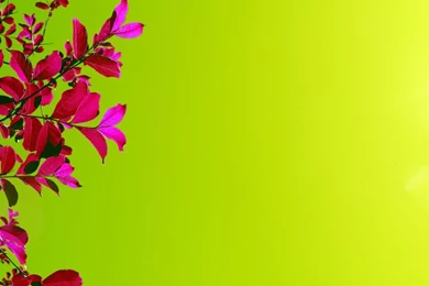 Pink And Green Wallpapers   Wallpapers HD Base
