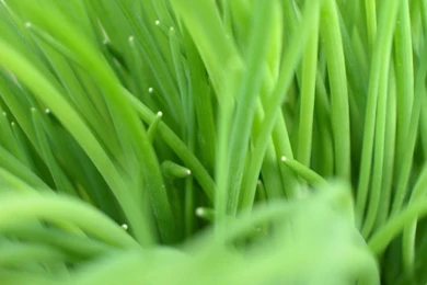 Hd Cream Wallpaper: Lime Green Wallpapers