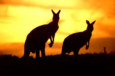 Workout Of The Day (Australia Day) 26 1 2013