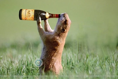 Funny Pictures Download Hd