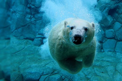 Hd Live Wallpapers Download   Wallpapers HD Fine