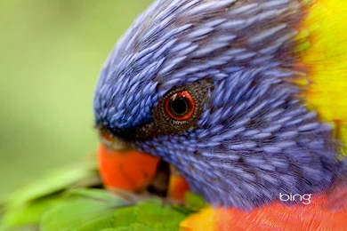 Happy Australia Day   Happy Australia Day Wallpapers (36492697 ...