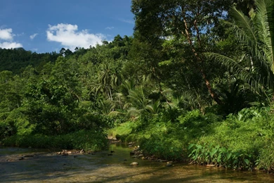 Jungle river nature dsc04110.jpg