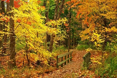 Autumn Scenes Screensaver Wallpapers