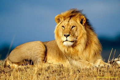 Angry Lion Wallpapers Desktop Dowload