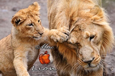 Mac Lion Wallpapers By Kubines On DeviantArt