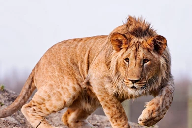 Download Lion Wallpapers For Mac