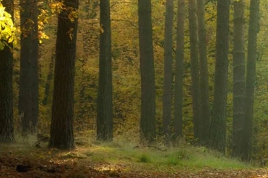 Serene Autumn Landscape HD Desktop Wallpapers : Widescreen : High ...