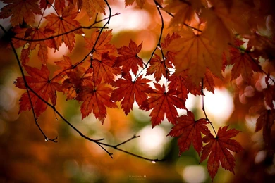 Free Wallpicz: Hd Desktop Wallpapers Snow