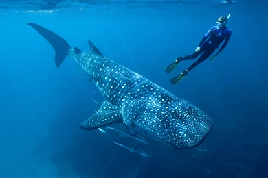Whale Shark Underwater Ocean Sea Wallpapers