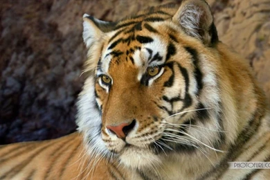 Wild Animals Wallpapers