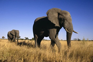 Animals: Male Elephants, Botswana, Africa, Picture Nr. 34059