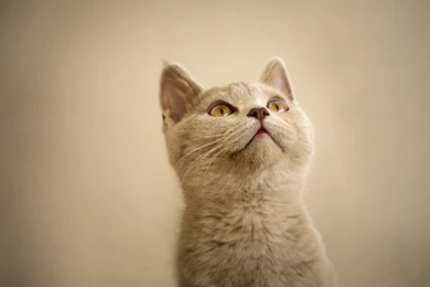 White Cats, Backgrounds   Wallpapers – Yoyowall.com