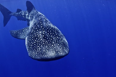 Whale Shark Underwater Ocean Sea Wallpapers