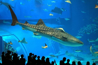 Whale Shark Underwater Ocean Sea Wallpapers